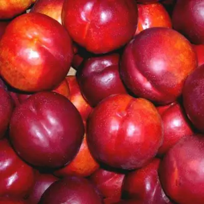 Нектарин МЕДВЕДЕВСКИЙ в Фаниполе