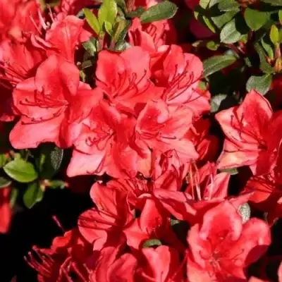 Азалия ФРИДОЛАЙН японская в Фаниполе