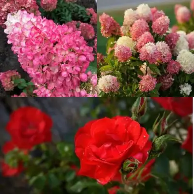 Комплект РОЗОВЫЙ ЗАКАТ в Фаниполе