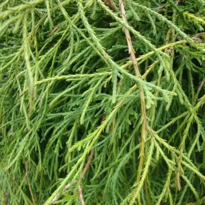 Кипарисовик ФИЛИФЕРА НАНА горохоплодный  в Фаниполе