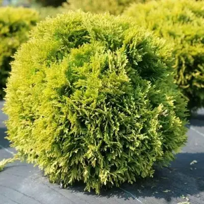 Туя ДАВИД западная в Фаниполе