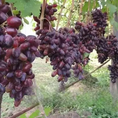 Виноград БАЙКОНУР в Фаниполе