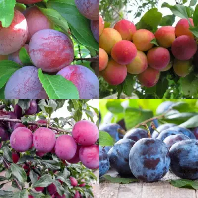 Комплект СЛИВОВЫЙ САД в Фаниполе