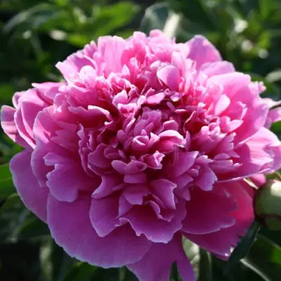 Пион ГОЛУБАЯ ХРИЗАНТЕМА травянистый в Фаниполе