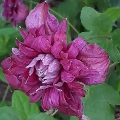 Клематис ПУРПУРЕА ПЛЕНА ЭЛЕГАНС в Фаниполе