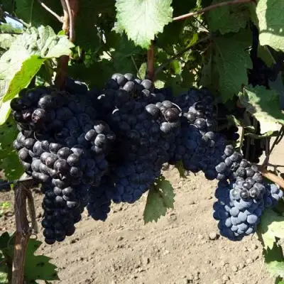 Виноград ДЕНИСОВСКИЙ в Фаниполе