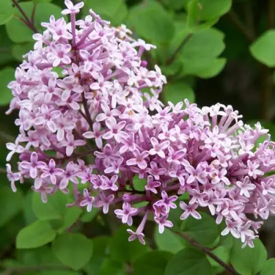 Сирень ПАЛИБИН  в Фаниполе