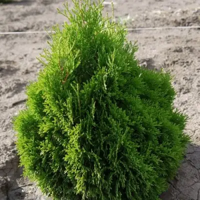 Туя МИКИ западная в Фаниполе