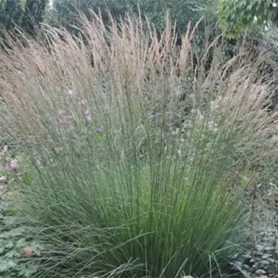 Молиния ХАЙДЕБРАУТ голубая в Фаниполе