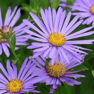 Астра ЛЕДИ ИН БЛЮ в Фаниполе