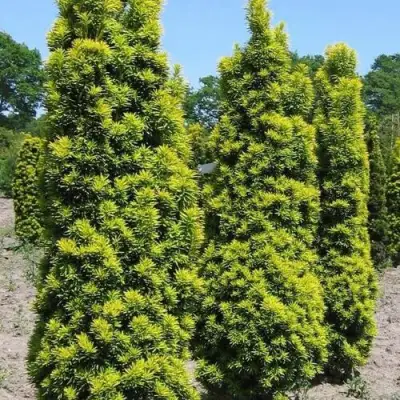 Тис ДАВИД ягодный в Фаниполе