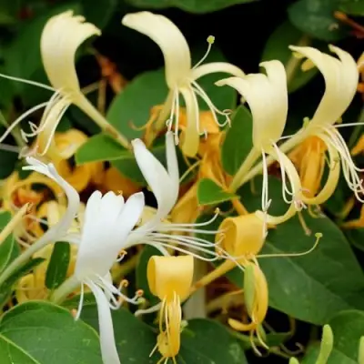 Жимолость ХАЛЛИАНА японская (Хелиана) в Фаниполе