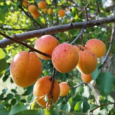 Абрикос ЖЕРДЕЛА в Фаниполе