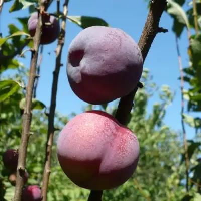 Плумкот ВЕЙ ВОНГ в Фаниполе