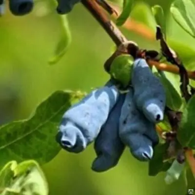 Жимолость съедобная ПУШКИНСКАЯ в Фаниполе