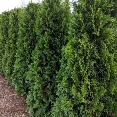 Туя ПИРАМИДАЛИС КОМПАКТА западная в Фаниполе
