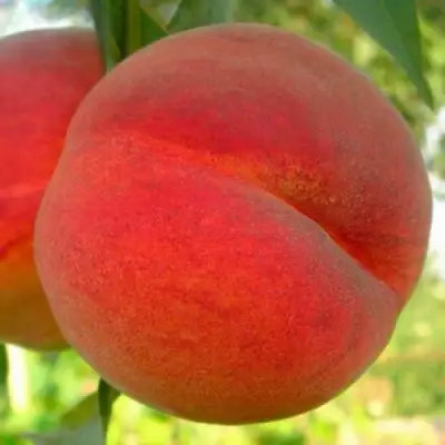 Персик МАЙСКИЙ ЦВЕТОК в Фаниполе