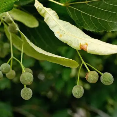Липа сердцевидная в Фаниполе