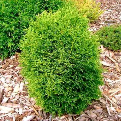 Туя ВОТЕРФИЛД западная в Фаниполе