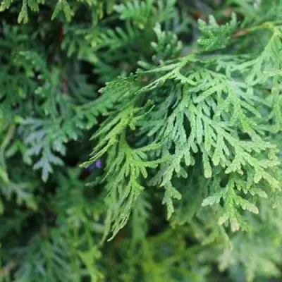 Туя ПИРАМИДАЛИС КОМПАКТА западная в Фаниполе