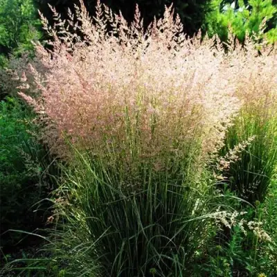 Молиния ФОНТЕЙН тростниковая в Фаниполе