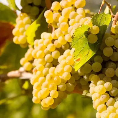 виноград Шардоне