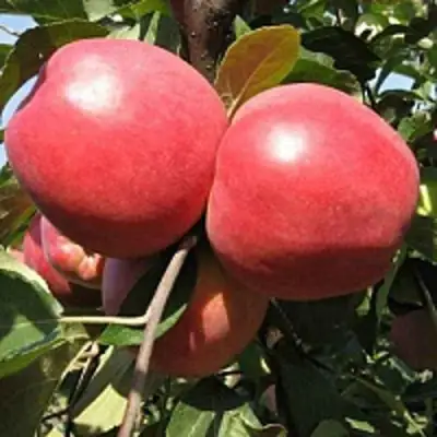 Яблоня ЗАСЛАВСКОЕ в Фаниполе