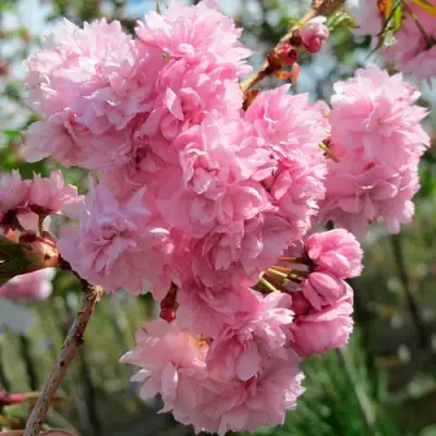 Сакура КИКУ ШИДАРЕ в Фаниполе