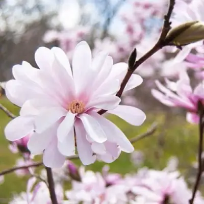 Магнолия РОЗЕЯ в Фаниполе