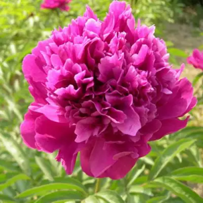 Пион КИТАЙСКИЙ ШЕЛК травянистый в Фаниполе