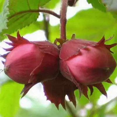 Фундук АЙВЕНГО в Фаниполе