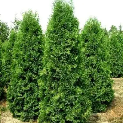 Туя ПИРАМИДАЛИС КОМПАКТА западная в Фаниполе