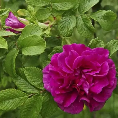 Шиповник ХАНСА в Фаниполе