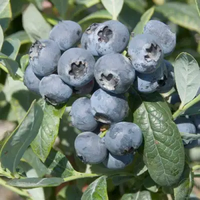 Голубика БРИГИТТА в Фаниполе