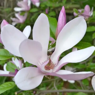 Магнолия ДЖОРДЖ ГЕНРИ КЕРН в Фаниполе