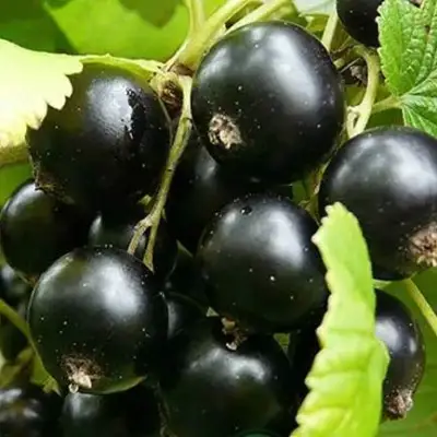 Смородина черная ЭБОНИ в Фаниполе