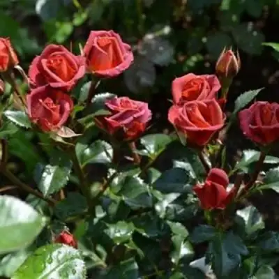 Роза ЧОКОЧИНО спрей в Фаниполе