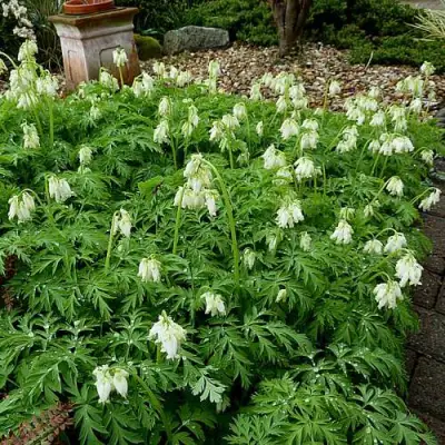 Дицентра красивая АВРОРА в Фаниполе