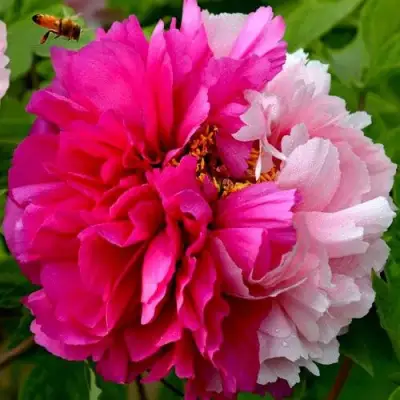 Пион ДВЕ СЕСТРЫ древовидный в Фаниполе