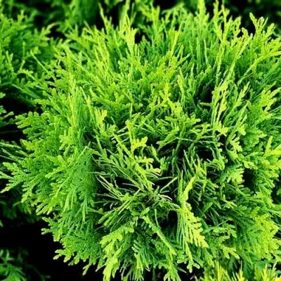 Туя ДАНИКА западная в Фаниполе