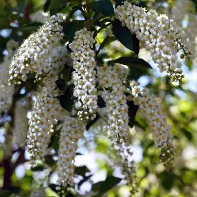 Черемуха виргинская ШУБЕРТ в Фаниполе