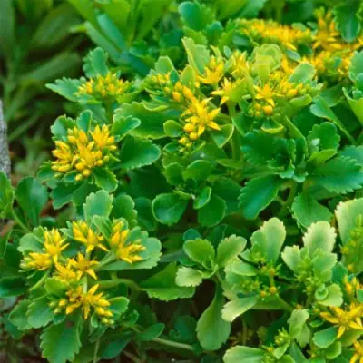 Очиток (седум) ИММЕРГРУН камчатский в Фаниполе