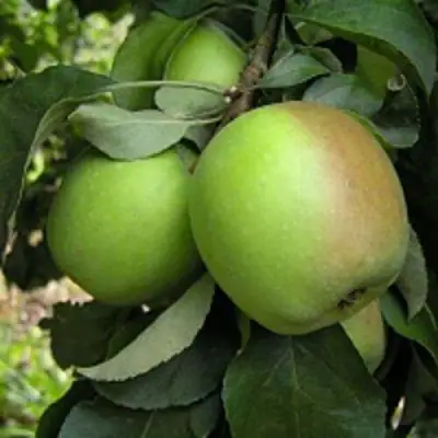 Яблоня ПАМЯТЬ СИКОРЫ в Фаниполе