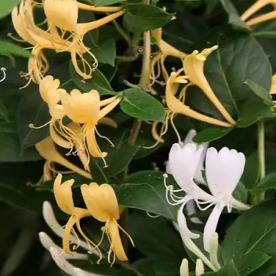 Жимолость ХАЛЛИАНА японская (Хелиана) в Фаниполе