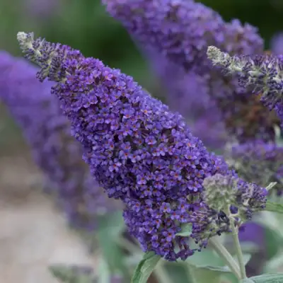 Буддлея НАНО ПЕРПЛ  в Фаниполе