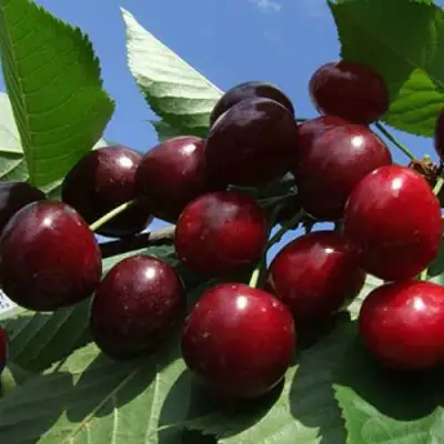 Черешня РЕВНА в Фаниполе