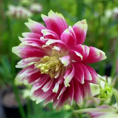 Аквилегия БАРЛОУ НОРА гибрид МакКаны в Фаниполе