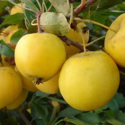 Яблоня УРАЛЬСКОЕ НАЛИВНОЕ в Фаниполе