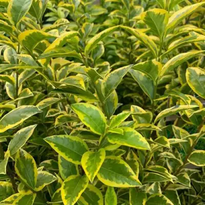 Бирючина АУРЕУМ овальнолистная в Фаниполе