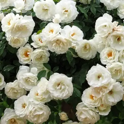 Роза АЙСБЕРГ флорибунда в Фаниполе